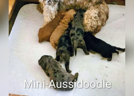 Deckrüde Kleinpudel, Laboklin getestet, rot, vererbt auch tan bzw. loh, Intern. Champion