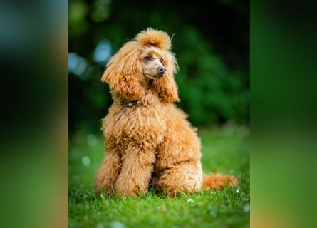 Deckrüde Kleinpudel Zwergpudel, Laboklin getestet, rot, vererbt auch tan bzw. loh, Intern. Champion