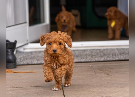 Deckrüde Kleinpudel, Laboklin getestet, rot, vererbt auch tan bzw. loh, Intern. Champion