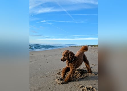 Deckrüde Kleinpudel Zwergpudel, Laboklin getestet, rot, vererbt auch tan bzw. loh, Intern. Champion