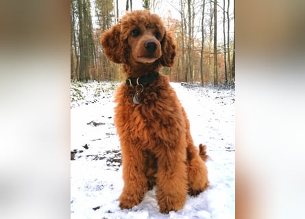 Deckrüde Kleinpudel Zwergpudel, Laboklin getestet, rot, vererbt auch tan bzw. loh, Intern. Champion