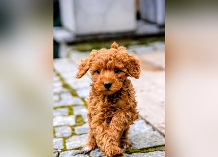 Deckrüde Kleinpudel, Laboklin getestet, rot, vererbt auch tan bzw. loh, Intern. Champion