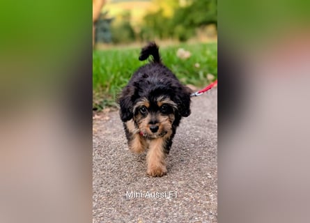 Deckrüde Kleinpudel, Laboklin getestet, rot, vererbt auch tan bzw. loh, Intern. Champion