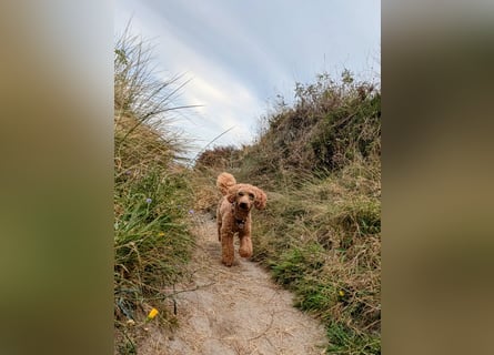 Deckrüde Kleinpudel Zwergpudel, Laboklin getestet, rot, vererbt auch tan bzw. loh, Intern. Champion