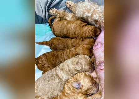 Deckrüde Kleinpudel, Laboklin getestet, rot, vererbt auch tan bzw. loh, Intern. Champion