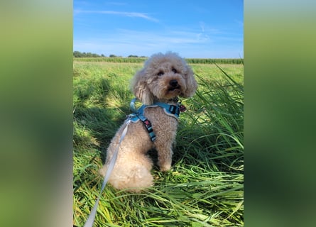 Apricot Fawn Zwergpudel Deckrüde Erfahren Ahnentafel Gentest Patella Katarakte frei, Zuchttauglich