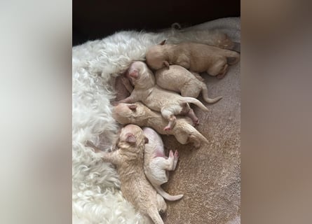 Apricot Fawn Zwergpudel Deckrüde Erfahren Ahnentafel Gentest Patella Katarakte frei, Zuchttauglich