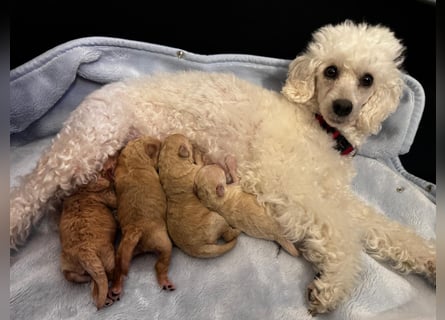 Apricot Fawn Zwergpudel Deckrüde Erfahren Ahnentafel Gentest Patella Katarakte frei, Zuchttauglich