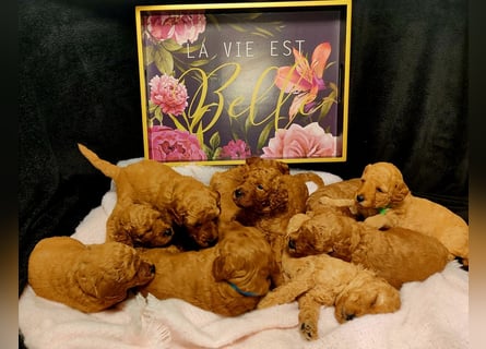 Apricot Fawn Zwergpudel Deckrüde Erfahren Ahnentafel Gentest Patella Katarakte frei, Zuchttauglich