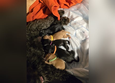 Apricot Fawn Zwergpudel Deckrüde Erfahren Ahnentafel Gentest Patella Katarakte frei, Zuchttauglich