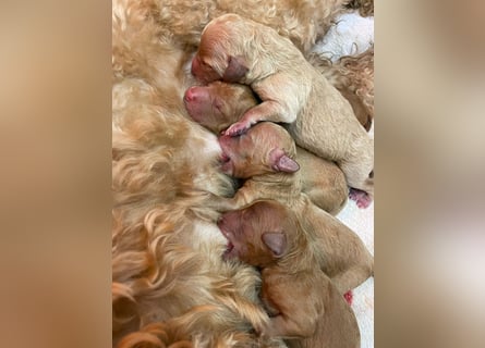 Apricot Fawn Zwergpudel Deckrüde Erfahren Ahnentafel Gentest Patella Katarakte frei, Zuchttauglich