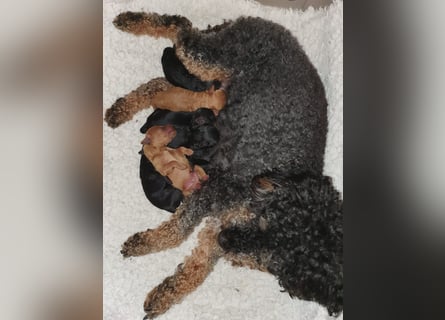 Reinrassige Apricot Zwergpudel Deckrüde Ahnentafel Gentest Patella Katarakte frei Zuchttauglich