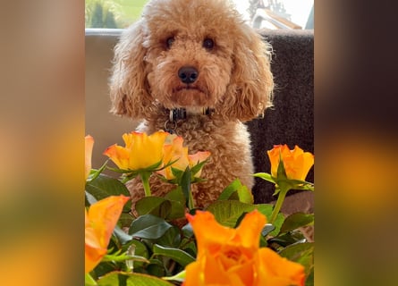 Reinrassige Apricot Zwergpudel Deckrüde Ahnentafel Gentest Patella Katarakte frei Zuchttauglich