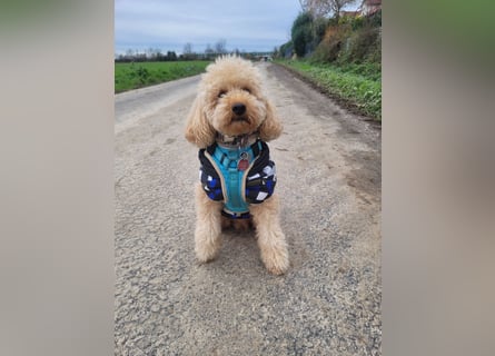 Apricot Fawn Zwergpudel Deckrüde Erfahren Ahnentafel Gentest Patella Katarakte frei, Zuchttauglich