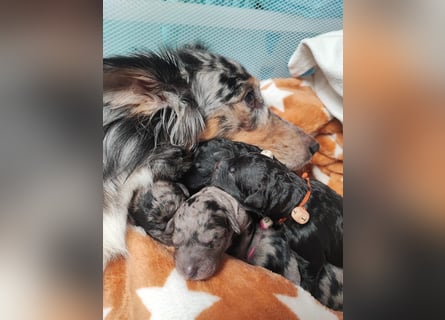 Apricot Fawn Zwergpudel Deckrüde Erfahren Ahnentafel Gentest Patella Katarakte frei, Zuchttauglich