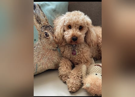 Reinrassige Apricot Zwergpudel Deckrüde Ahnentafel Gentest Patella Katarakte frei Zuchttauglich