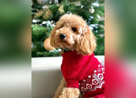 Reinrassige Apricot Zwergpudel Deckrüde Ahnentafel Gentest Patella Katarakte frei Zuchttauglich