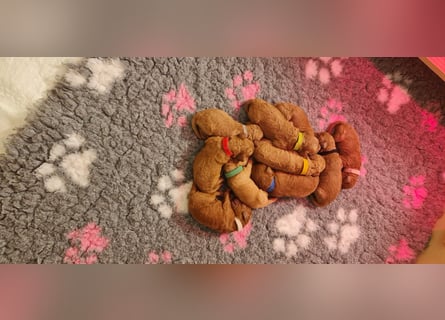 Apricot Fawn Zwergpudel Deckrüde Erfahren Ahnentafel Gentest Patella Katarakte frei, Zuchttauglich