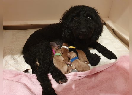 Reinrassige Apricot Zwergpudel Deckrüde Ahnentafel Gentest Patella Katarakte frei Zuchttauglich