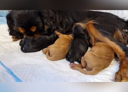 Apricot Fawn Zwergpudel Deckrüde Erfahren Ahnentafel Gentest Patella Katarakte frei, Zuchttauglich