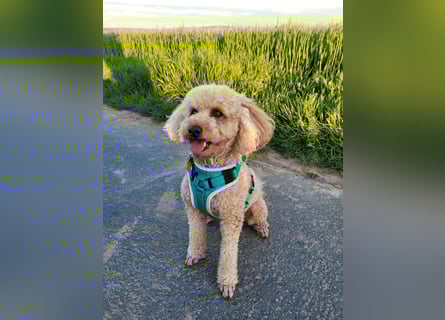 Reinrassige Apricot Zwergpudel Deckrüde Ahnentafel Gentest Patella Katarakte frei Zuchttauglich