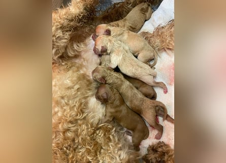 Apricot Fawn Zwergpudel Deckrüde Erfahren Ahnentafel Gentest Patella Katarakte frei, Zuchttauglich