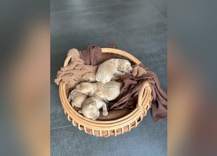 Reinrassige Apricot Zwergpudel Deckrüde Ahnentafel Gentest Patella Katarakte frei Zuchttauglich