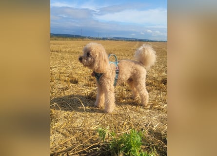 Apricot Fawn Zwergpudel Deckrüde Erfahren Ahnentafel Gentest Patella Katarakte frei, Zuchttauglich