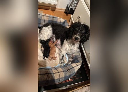 Apricot Fawn Zwergpudel Deckrüde Erfahren Ahnentafel Gentest Patella Katarakte frei, Zuchttauglich