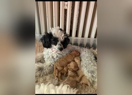 Apricot Fawn Zwergpudel Deckrüde Erfahren Ahnentafel Gentest Patella Katarakte frei, Zuchttauglich