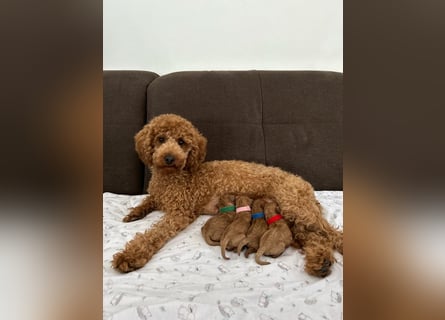 Reinrassige Apricot Zwergpudel Deckrüde Ahnentafel Gentest Patella Katarakte frei Zuchttauglich