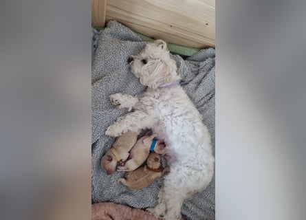 Apricot Fawn Zwergpudel Deckrüde Erfahren Ahnentafel Gentest Patella Katarakte frei, Zuchttauglich