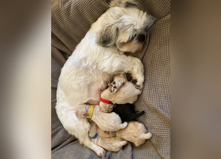 Apricot Fawn Zwergpudel Deckrüde Erfahren Ahnentafel Gentest Patella Katarakte frei, Zuchttauglich