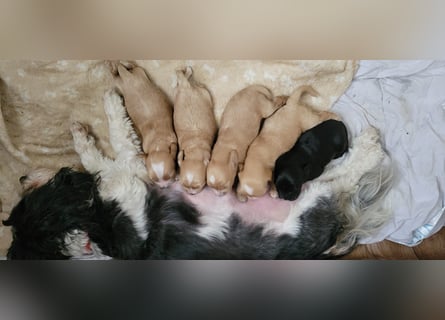 Reinrassige Apricot Zwergpudel Deckrüde Ahnentafel Gentest Patella Katarakte frei Zuchttauglich