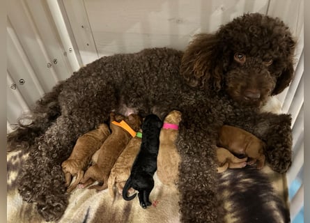 Apricot Fawn Zwergpudel Deckrüde Erfahren Ahnentafel Gentest Patella Katarakte frei, Zuchttauglich