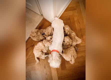 Reinrassige Apricot Zwergpudel Deckrüde Ahnentafel Gentest Patella Katarakte frei Zuchttauglich