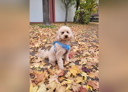 Apricot Fawn Zwergpudel Deckrüde Erfahren Ahnentafel Gentest Patella Katarakte frei, Zuchttauglich