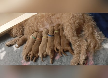 Reinrassige Apricot Zwergpudel Deckrüde Ahnentafel Gentest Patella Katarakte frei Zuchttauglich