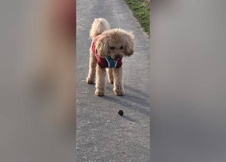 Reinrassige Apricot Zwergpudel Deckrüde Ahnentafel Gentest Patella Katarakte frei Zuchttauglich