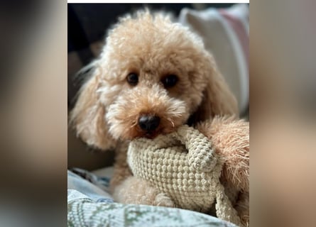 Apricot Fawn Zwergpudel Deckrüde Erfahren Ahnentafel Gentest Patella Katarakte frei, Zuchttauglich