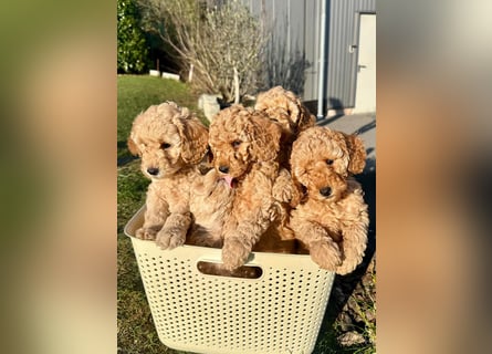 Apricot Fawn Zwergpudel Deckrüde Erfahren Ahnentafel Gentest Patella Katarakte frei, Zuchttauglich