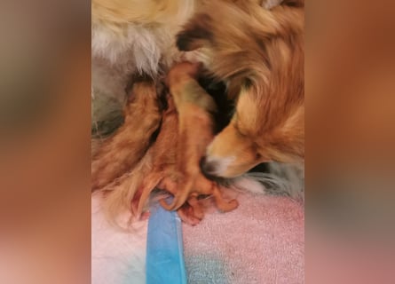 Apricot Fawn Zwergpudel Deckrüde Erfahren Ahnentafel Gentest Patella Katarakte frei, Zuchttauglich