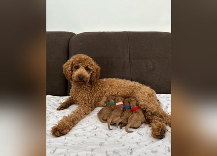 Apricot Fawn Zwergpudel Deckrüde Erfahren Ahnentafel Gentest Patella Katarakte frei, Zuchttauglich