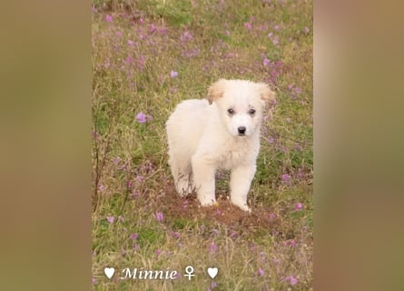 Minnie sucht ein Zuhause