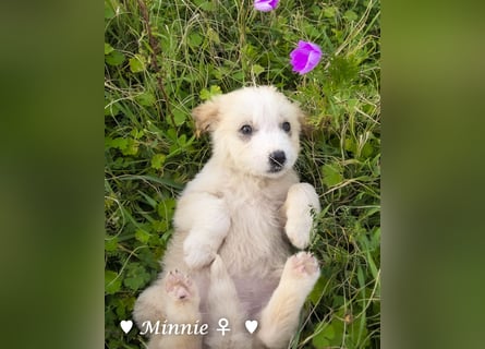 Minnie sucht ein Zuhause