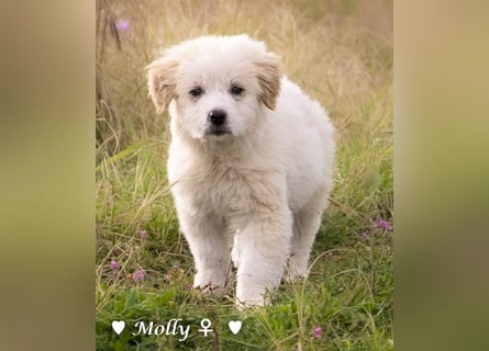 Minnie sucht ein Zuhause