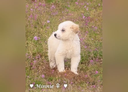 Minnie sucht ein Zuhause