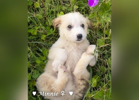 Minnie sucht ein Zuhause