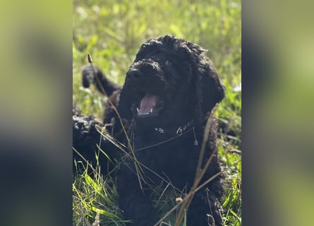 Einzigartige schwarze Grosspudelwelpen Fibie und Fargo