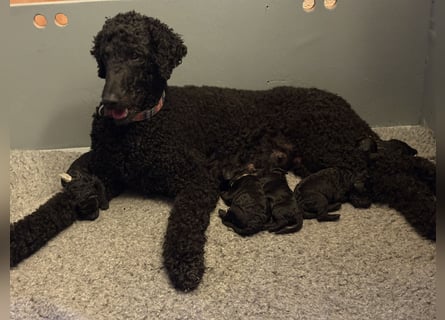 Einzigartige schwarze Grosspudelwelpen Fibie und Fargo